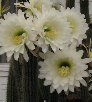 Cactusflower_1