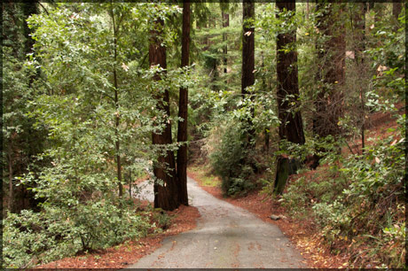Redwood_road
