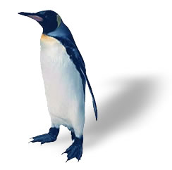 Penguin_standing_2